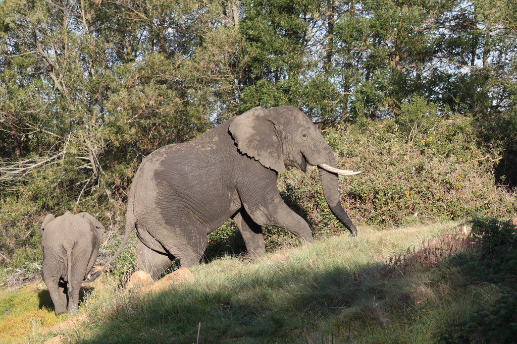Gondwana Game Reserve Herbertsdale Exterior foto